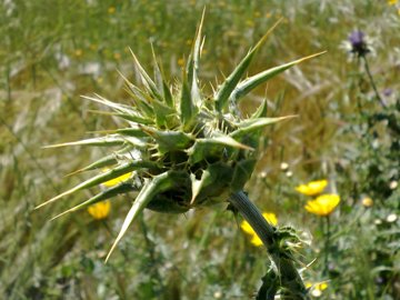 Silybum marianum